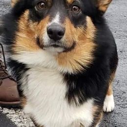 Dougal - Cardigan Welsh Corgi