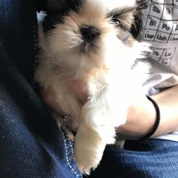 Shih Tzu Puppies from Willow Lane Shih Tzus