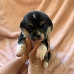 Baby girl red - Black and tan female Pembroke Welsh Corgi puppy in Saint Johns, Florida from Colebrooke Farm