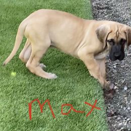 Great Dane Puppies from RoseCity Great Danes 🌹