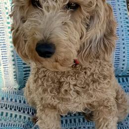 Anna - Goldendoodle