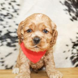 Nash - Red male Cocker Spaniel puppy in Rattan, Oklahoma from Double M Cocker Spaniels