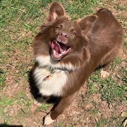 Australian Shepherd All Grown Up from Supernatural Aussies