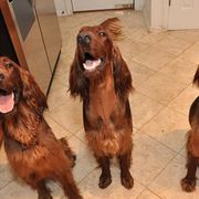 Irish Setters from Seafarer