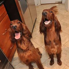 Irish Setters from Seafarer