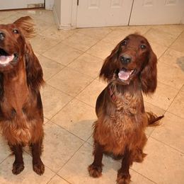Irish Setters from Seafarer