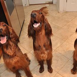 Irish Setters from Seafarer