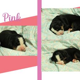 Girl 3 - Black rust and white female Bernese Mountain Dog puppy in Elkton, Maryland from Bernese Beauties