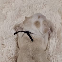 Purple  Collar Girl - Seal and white female Boston Terrier puppy in Long Lane, Missouri from Tellier's AKC Boston Terriers Missouri