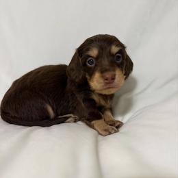 Johnny - Chocolate and cream male Dachshund puppy in Fort Gibson, Oklahoma from Cooper’s Dachshunds