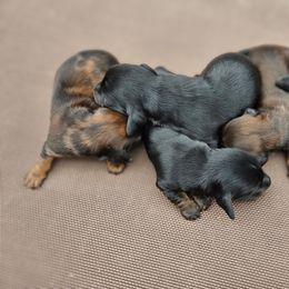 Sabine - Red female Dachshund puppy in Crystal, Michigan from Mare-bella Dachshunds
