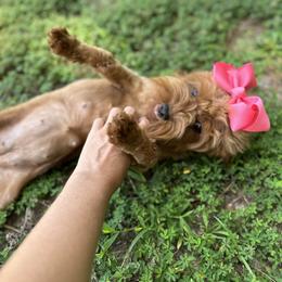 Cavapoo, Goldendoodle, and Poodle All Grown Up from Pearls & Curls doodles & poodles