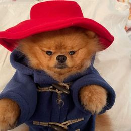 Pomeranian Puppies from Shonk-Acre's Pomeranians