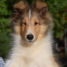 Trevor - Sable and white male Shetland Sheepdog puppy in North Carolina from Sunway Kennels