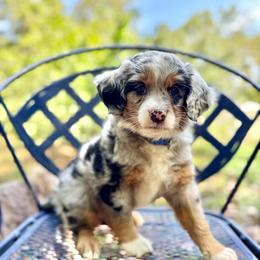 Bert - Blue merle male Aussiedoodle puppy in Chattanooga, Tennessee from Leafy Acre Mini Farm