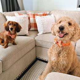 Dachshund All Grown Up from Dix n’ Dot Dachshunds