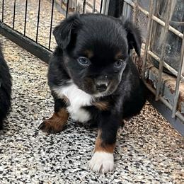 Lilly - Blue tri female Toy Australian Shepherd puppy in Nocona, Texas from Rafter O Toy Aussies and Mini Heelers