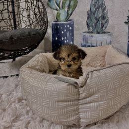 Morkie Puppies from Smart Farms