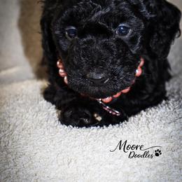 Dolce Gabbana - Black female Bernedoodle puppy in Ohio from Moore Doodles
