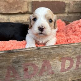 Cavapoo, Cockapoo, Goldendoodle, and Poodle Puppies from Lipscomb Doodles