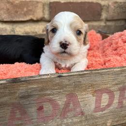 Cavapoo, Cockapoo, Goldendoodle, and Poodle Puppies from Lipscomb Doodles