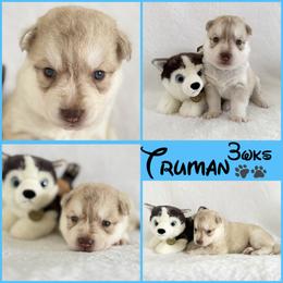 Truman (nickname) - Red and white male Siberian Husky puppy in Fairborn, Ohio from Haven of Free Spirits