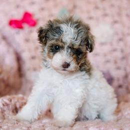 Ghirardelli (Elli) - Merle female Schnoodle puppy in Grove, Oklahoma from Grand Lake Poodles & Doodles