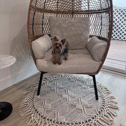 Biewer Terrier and Yorkshire Terrier Puppies from York Town California