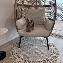 Biewer Terrier and Yorkshire Terrier Puppies from York Town California