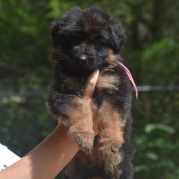Pink collar female - Black and red female German Shepherd puppy in Marianna, Florida from Haus M Godwin