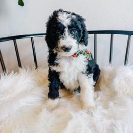 Chandler - Black and white male Sheepadoodle puppy in Republic, Missouri from DOOD & Co