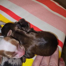 Duke - Dapple male Dachshund puppy in Strong, Arkansas from Dachshunds R Us