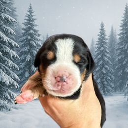 Light Blue - TBD - Black, white and red female Greater Swiss Mountain Dog puppy in Everett, Pennsylvania from Sweet Stream Swissies