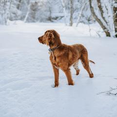 Irish Setter Puppies from Spring Creek Irish Setters