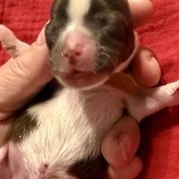 Archer - Chocolate, tan and white male Yorkshire Terrier puppy in Tangipahoa County, Louisiana from Riche’ Louisiana Yorkies