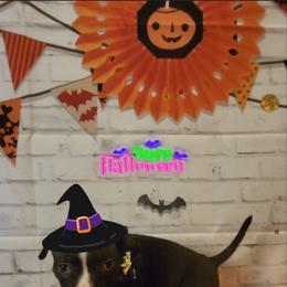 American Bully and Boston Terrier Puppies from Greenberg's Boston Terriers & Bullies of Metro Detroit