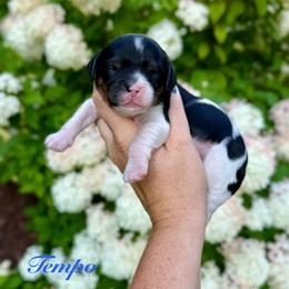 Tempo - Tri-color male Cavapoo puppy in Midland, Michigan from Northern Charm Farm