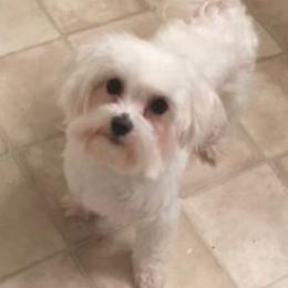 Muffin - Maltese