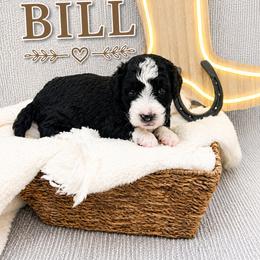 Bill - Tri-color male Bernedoodle puppy in Flagstaff, Texas from Gunstock Doodles