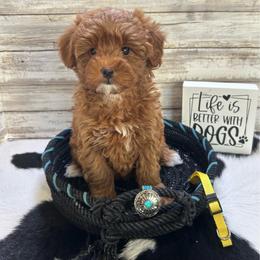 Hazel-yellow - Red  female Goldendoodle puppy in Stockton, Utah from Mustanghills Doodles and Poodles