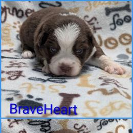 BraveHeart - Red tri-color male Australian Shepherd puppy in Squaw Valley, California from A&M Australian Shepherds
