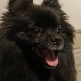Ellie - Pomeranian
