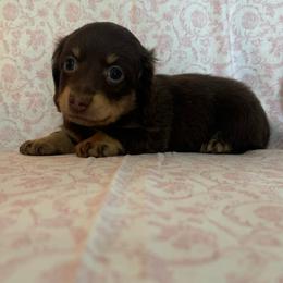 Chocolate and cream - Chocolate and cream female Dachshund puppy in Galax, Virginia from Dells  Dachshund’s