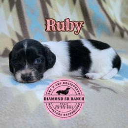 RUBY - Piebald female Dachshund puppy in Columbia, Louisiana from Diamond 5R Ranch AKC & CKC Miniature Dachshunds