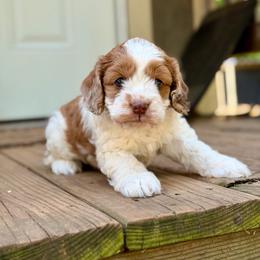 Fawn - Red and white female Cockapoo puppy in Nashville, Arkansas from Rocky Road Puppies