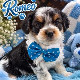 Romeo - Tri-color male Yorkipoo puppy in Cooper City, Florida from Jenny La Bone