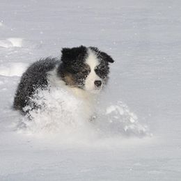 Australian Shepherd Puppies from T4 Australian Shepherds