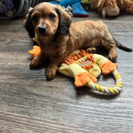 Sammy - Sable male Dachshund puppy in Stuart, Iowa from Johnson Family Paws