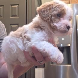 Keiko - Parti female Goldendoodle puppy in Palestine, Texas from KK's Doodle Bunch