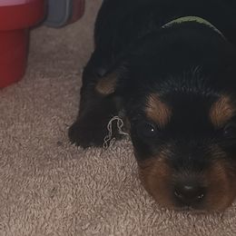 Yorkshire Terriers from Yorkie Ville Kennel